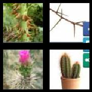 4 Pics 1 Word 6 Letters Answers Thorny