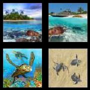 4 Pics 1 Word 6 Letters Answers Turtle