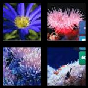 4 Pics 1 Word 7 Letters Answers Anemone