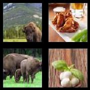 4 Pics 1 Word 7 Letters Answers Buffalo