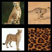 4 Pics 1 Word 7 Letters Answers Cheetah