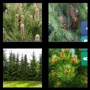 4 Pics 1 Word 7 Letters Answers Conifer