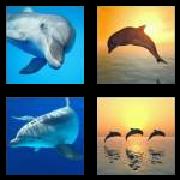 4 Pics 1 Word 7 Letters Answers Dolphin