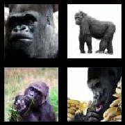 4 Pics 1 Word 7 Letters Answers Gorilla