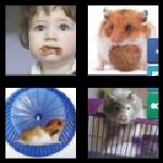 4 Pics 1 Word 7 Letters Answers Hamster