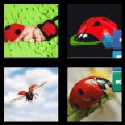 4 Pics 1 Word 7 Letters Answers Ladybug