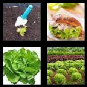 4 Pics 1 Word 7 Letters Answers Lettuce