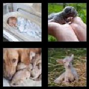 4 Pics 1 Word 7 Letters Answers Newborn