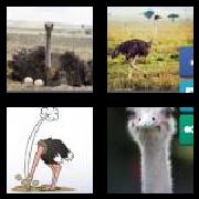 4 Pics 1 Word 7 Letters Answers Ostrich