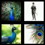4 Pics 1 Word 7 Letters Answers Peacock