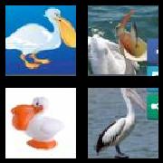 4 Pics 1 Word 7 Letters Answers Pelican