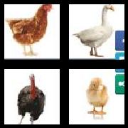 4 Pics 1 Word 7 Letters Answers Poultry