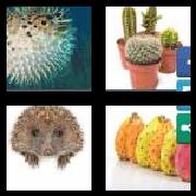 4 Pics 1 Word 7 Letters Answers Prickly