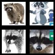 4 Pics 1 Word 7 Letters Answers Raccoon