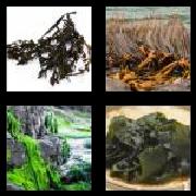 4 Pics 1 Word 7 Letters Answers Seaweed