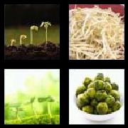 4 Pics 1 Word 7 Letters Answers Sprouts