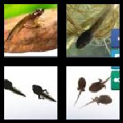 4 Pics 1 Word 7 Letters Answers Tadpole