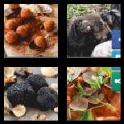 4 Pics 1 Word 7 Letters Answers Truffle