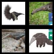 4 Pics 1 Word 8 Letters Answers Anteater