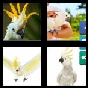 4 Pics 1 Word 8 Letters Answers Cockatoo