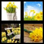 4 Pics 1 Word 8 Letters Answers Daffodil