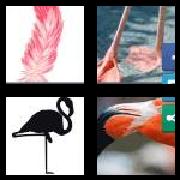 4 Pics 1 Word 8 Letters Answers Flamingo