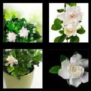 4 Pics 1 Word 8 Letters Answers Gardenia