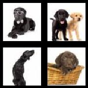 4 Pics 1 Word 8 Letters Answers Labrador