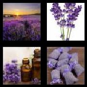 4 Pics 1 Word 8 Letters Answers Lavender