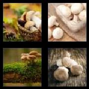 4 Pics 1 Word 8 Letters Answers Mushroom