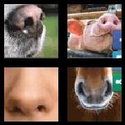 4 Pics 1 Word 8 Letters Answers Nostrils