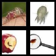 4 Pics 1 Word 8 Letters Answers Parasite