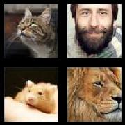 4 Pics 1 Word 8 Letters Answers Whiskers