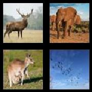 4 Pics 1 Word 8 Letters Answers Wildlife