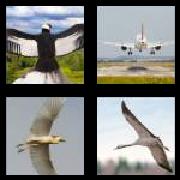 4 Pics 1 Word 8 Letters Answers Wingspan