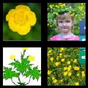 4 Pics 1 Word 9 Letters Answers Buttercup