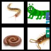 4 Pics 1 Word 9 Letters Answers Centipede