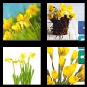 4 Pics 1 Word 9 Letters Answers Daffodils