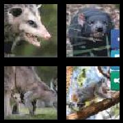 4 Pics 1 Word 9 Letters Answers Marsupial