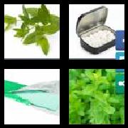 4 Pics 1 Word 9 Letters Answers Spearmint