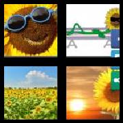4 Pics 1 Word 9 Letters Answers Sunflower