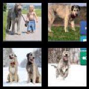 4 Pics 1 Word 9 Letters Answers Wolfhound